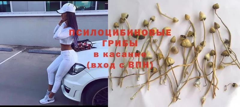 закладки  Краснознаменск  Псилоцибиновые грибы Psilocybine cubensis 